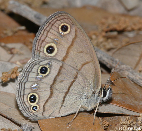 Little Wood Satyr (Megisto cymela)