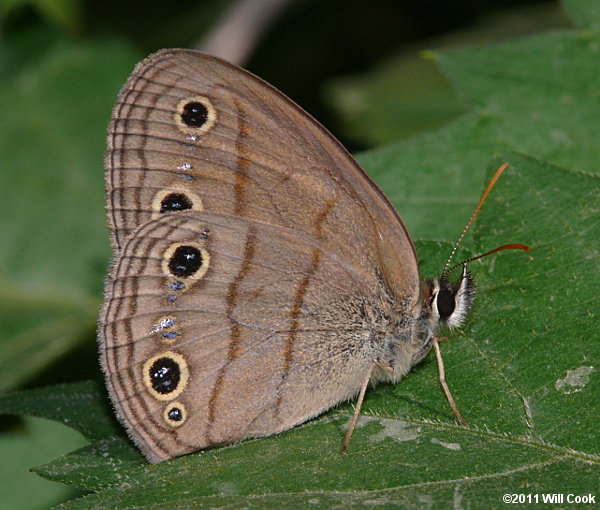 Little Wood Satyr (Megisto cymela)