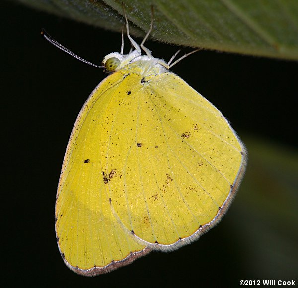 Little Yellow (Pyrisitia lisa)