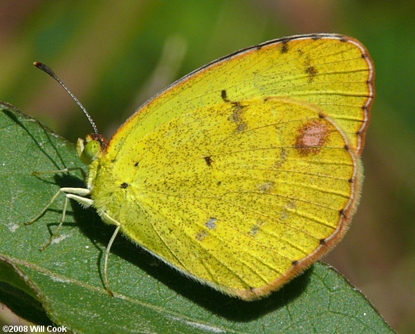 Little Yellow (Eurema lisa)