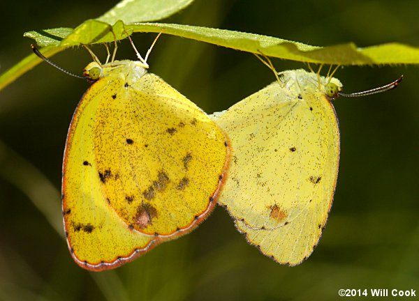 Little Yellow (Eurema lisa) mating pair