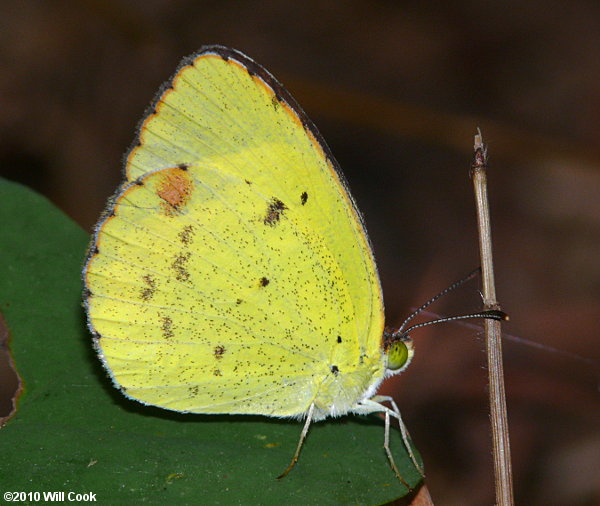 Little Yellow (Pyrisitia lisa)