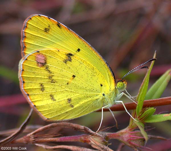 Little Yellow (Eurema lisa)