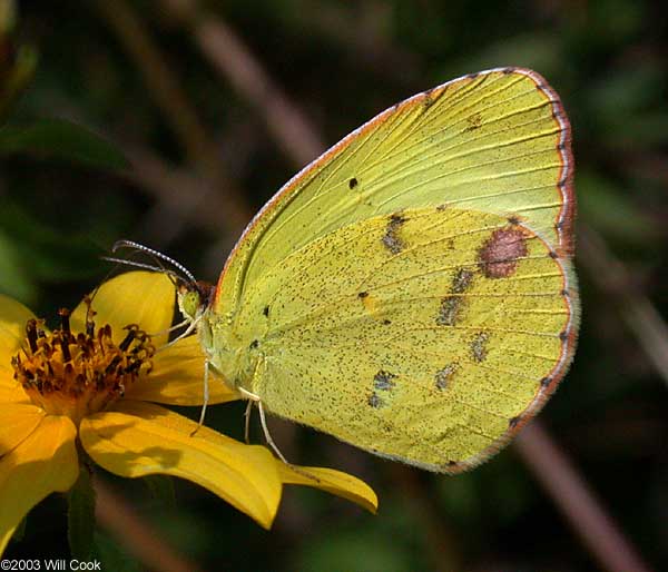 Little Yellow (Eurema lisa)