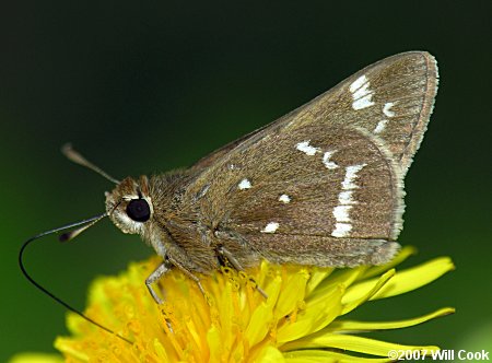 Loammi Skipper (Atrytonopsis loammi)