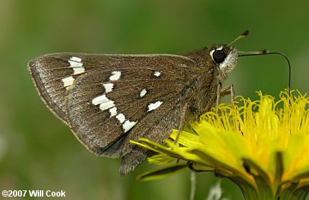 Loammi Skipper (Atrytonopsis loammi)