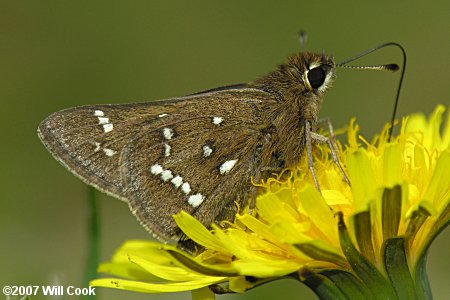 Loammi Skipper (Atrytonopsis loammi)