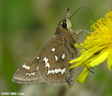 Loammi Skipper (Atrytonopsis loammi)