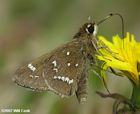 Loammi Skipper (Atrytonopsis loammi)