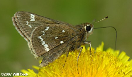 Loammi Skipper (Atrytonopsis loammi)