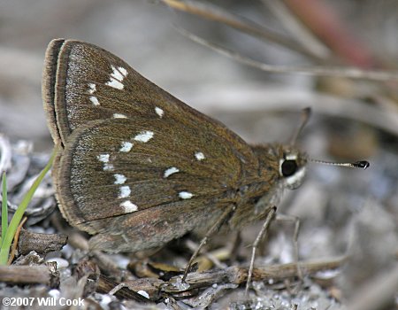 Loammi Skipper (Atrytonopsis loammi)