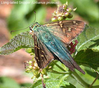 Long-tailed Skipper (Urbanus proteus)