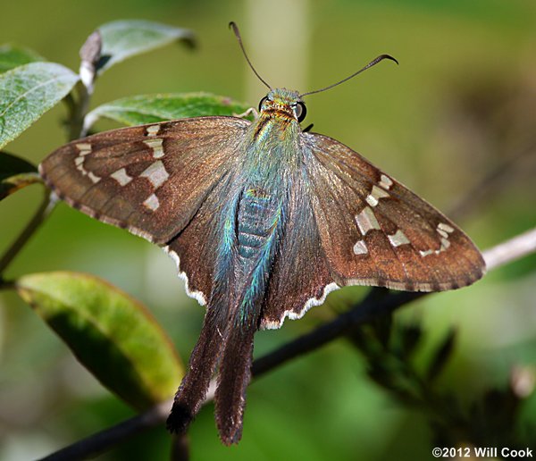 Long-tailed Skipper (Urbanus proteus)