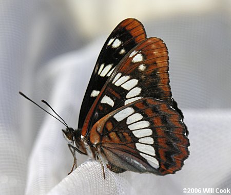 Lorquin's Admiral (Limenitis lorquini)