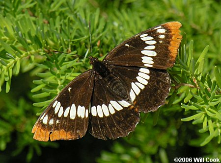 Lorquin's Admiral (Limenitis lorquini)