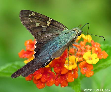 Long-tailed Skipper (Urbanus proteus)