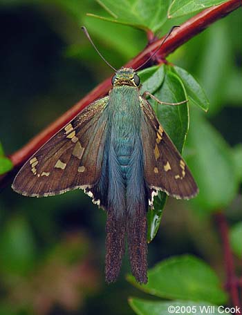 Long-tailed Skipper (Urbanus proteus)