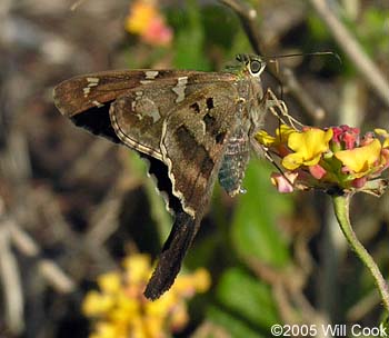 Long-tailed Skipper (Urbanus proteus)