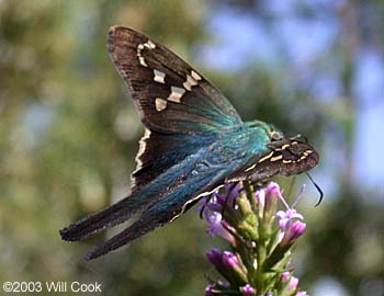 Long-tailed Skipper (Urbanus proteus)