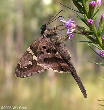 Long-tailed Skipper (Urbanus proteus)