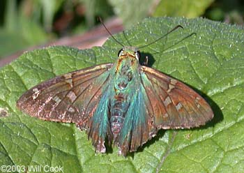 Long-tailed Skipper (Urbanus proteus)