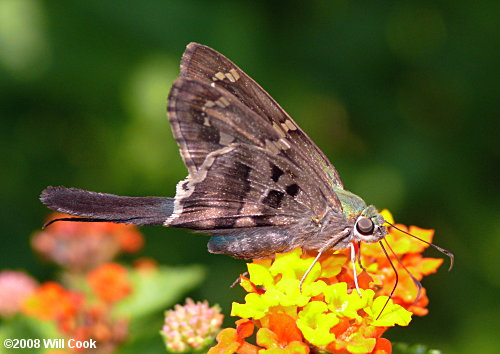 Long-tailed Skipper (Urbanus proteus)