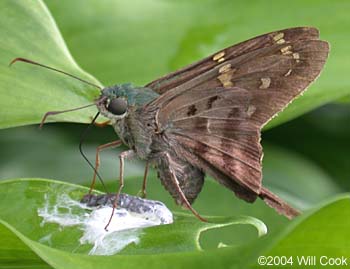 Long-tailed Skipper (Urbanus proteus)