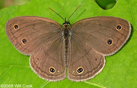 Little Wood Satyr (Megisto cymela)