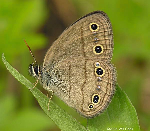 Little Wood Satyr (Megisto cymela)