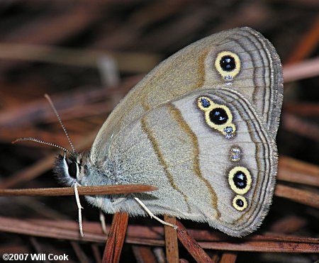 Little Wood Satyr (Megisto cymela)