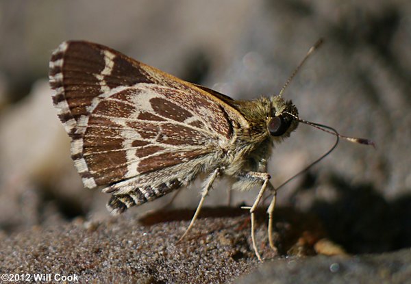 Lace-winged Roadside-Skipper (Amblyscirtes aesculapius)