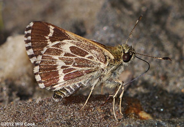 Lace-winged Roadside-Skipper (Amblyscirtes aesculapius)