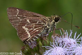 Lace-winged Roadside-Skipper (Amblyscirtes aesculapius)