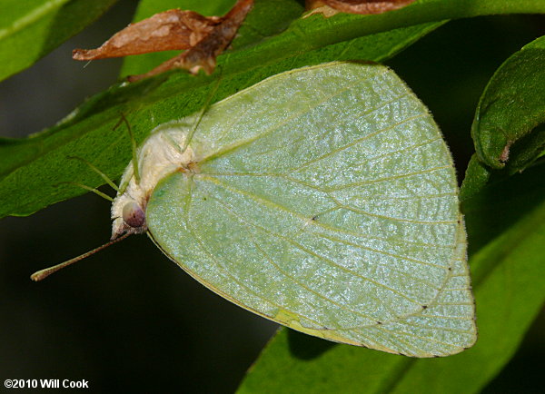 Lyside Sulphur (Kricogonia lyside)