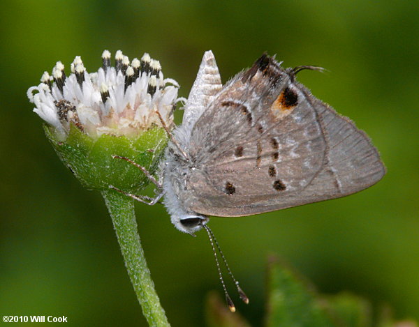 Mallow Scrub-Hairstreak (Strymon istapa)