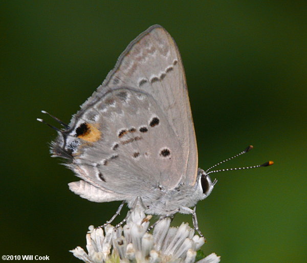 Mallow Scrub-Hairstreak (Strymon istapa)