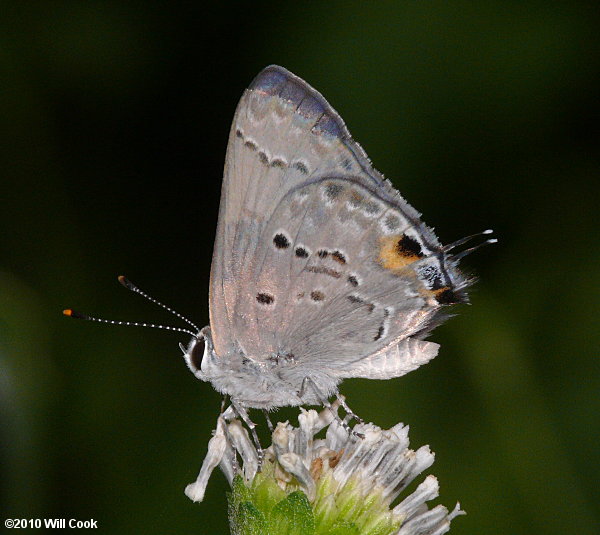 Mallow Scrub-Hairstreak (Strymon istapa)