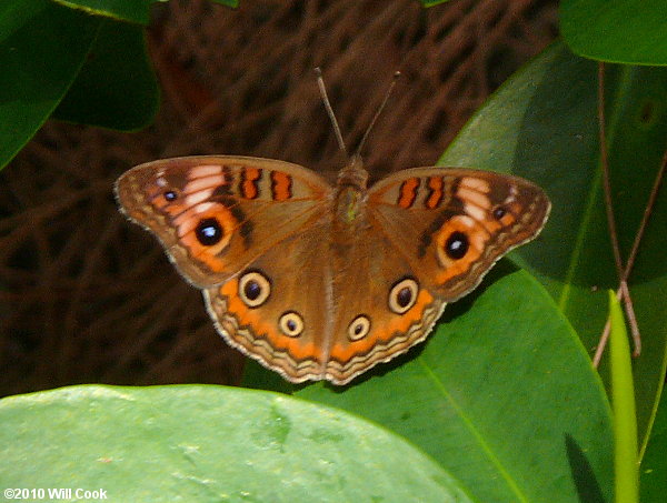 Mangrove Buckeye (Junonia evarete)