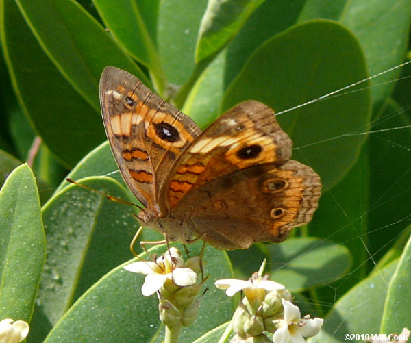 Mangrove Buckeye (Junonia evarete)