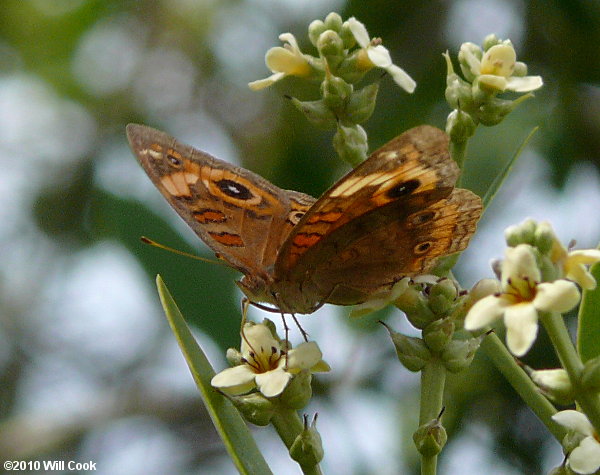 Mangrove Buckeye (Junonia evarete)