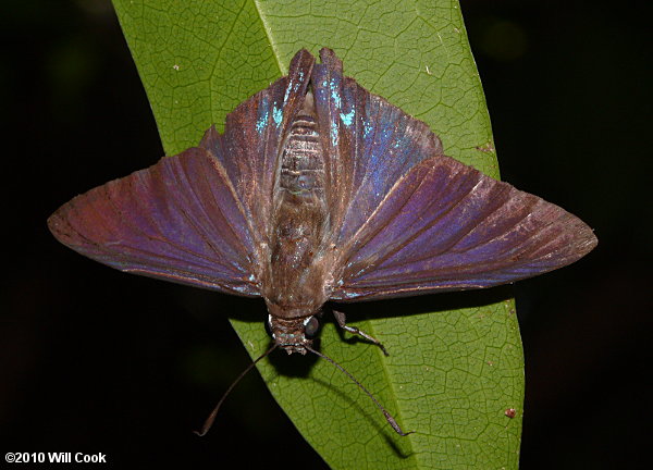 Mangrove Skipper (Phocides pigmalion)