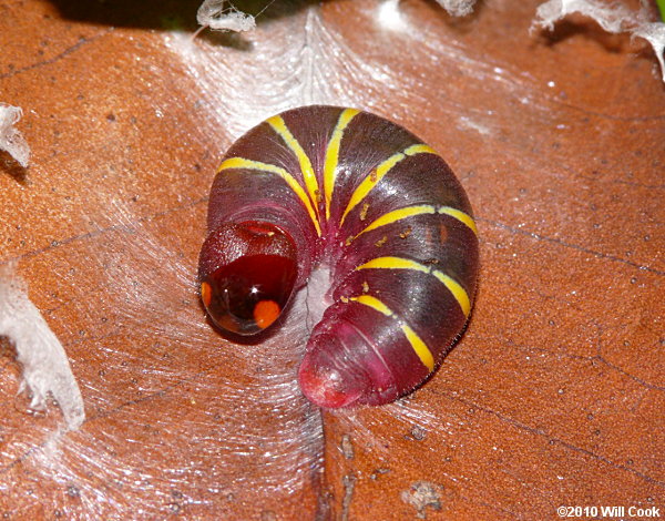Mangrove Skipper (Phocides pigmalion) caterpillar