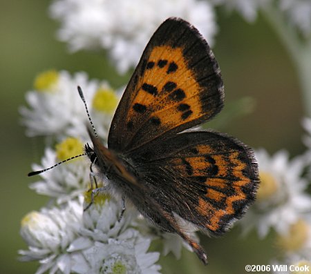 Mariposa Copper (Lycaena mariposa)