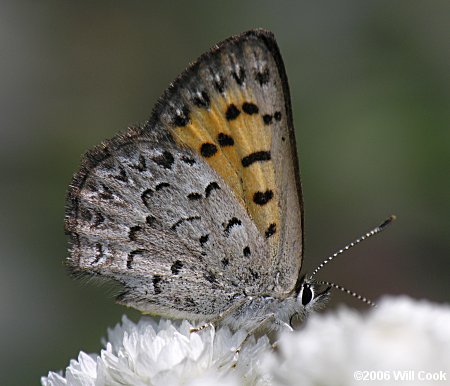 Mariposa Copper (Lycaena mariposa)