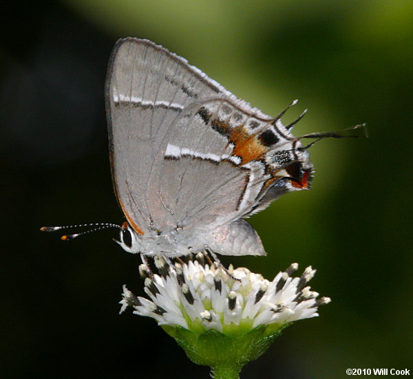 Martial Scrub-Hairstreak (Strymon martialis)