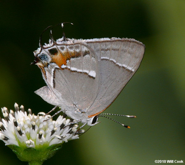 Martial Scrub-Hairstreak (Strymon martialis)