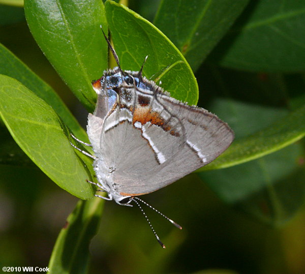 Martial Scrub-Hairstreak (Strymon martialis)