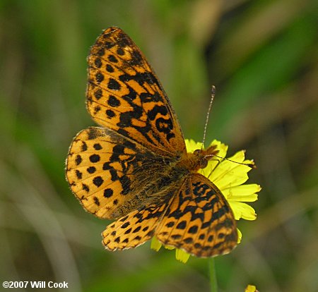 Meadow Fritillary (Boloria bellona)