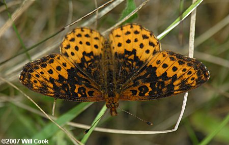 Meadow Fritillary (Boloria bellona)