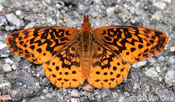 Meadow Fritillary (Boloria bellona)